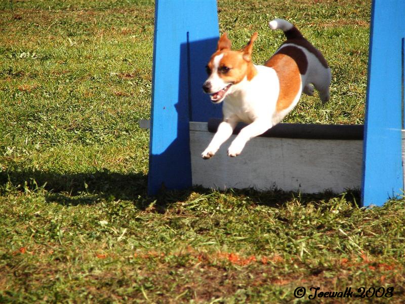 44flyball12.10.2008.JPG