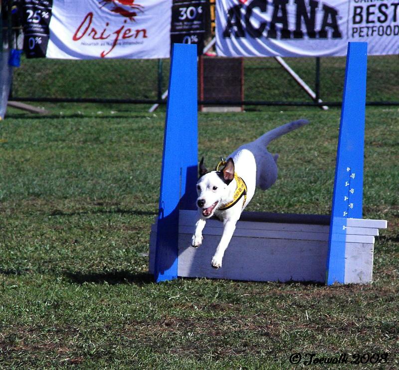 66flyball12.10.2008.jpg