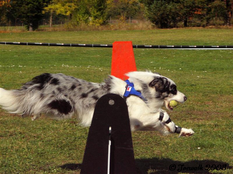 120flyball12.10.2008.JPG